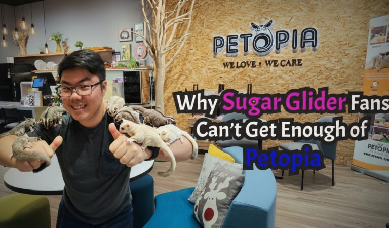 Protected: Why Sugar Glider Fans Can’t Get Enough of Petopia Protected: Why Sugar Glider Fans Can’t Get Enough of Petopia